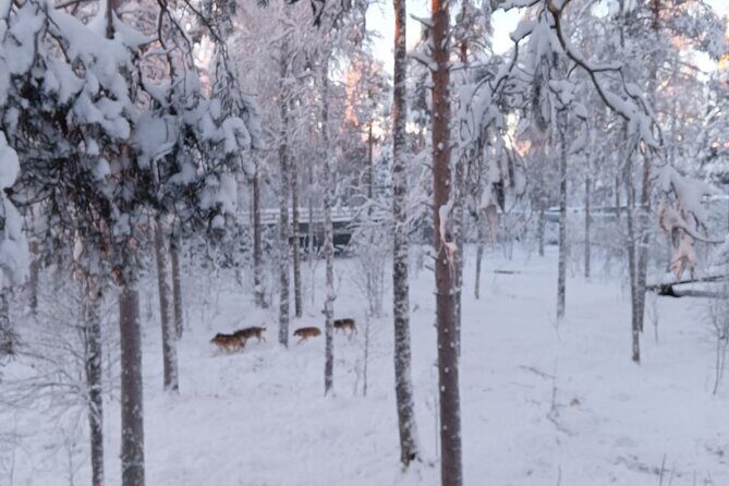 Rovaniemi: Trip to Ranua Zoo with Tickets Included - Entering Ranua Zoo: Birds, Polar Animals, and the 2.5 km loop