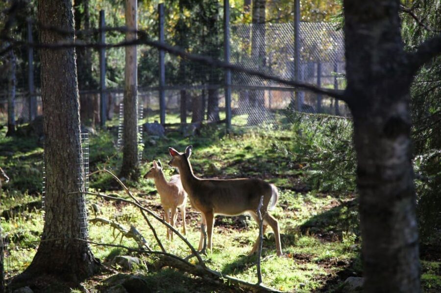 Rovaniemi: trip to the Ranua Zoo (transportation, tickets) - Winter practicalities: what to wear and how to handle the outdoors