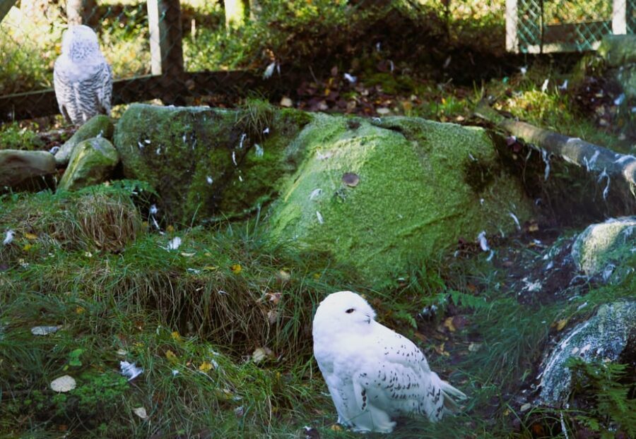 Rovaniemi: trip to the Ranua Zoo (transportation, tickets) - Should you book this Ranua Zoo day trip from Rovaniemi?