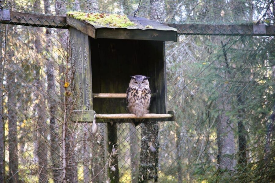 Rovaniemi: trip to the Ranua Zoo (transportation, tickets) - Value check: is $117 per person fair for this 5-hour day trip?