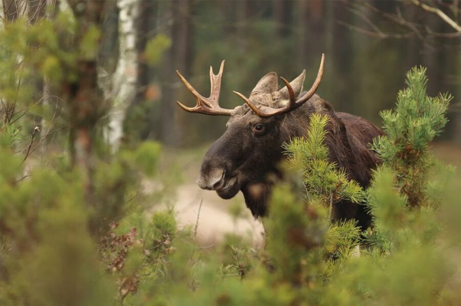 Rovaniemi: Wild Moose Safari - What to Know Before You Go Into Moose Country