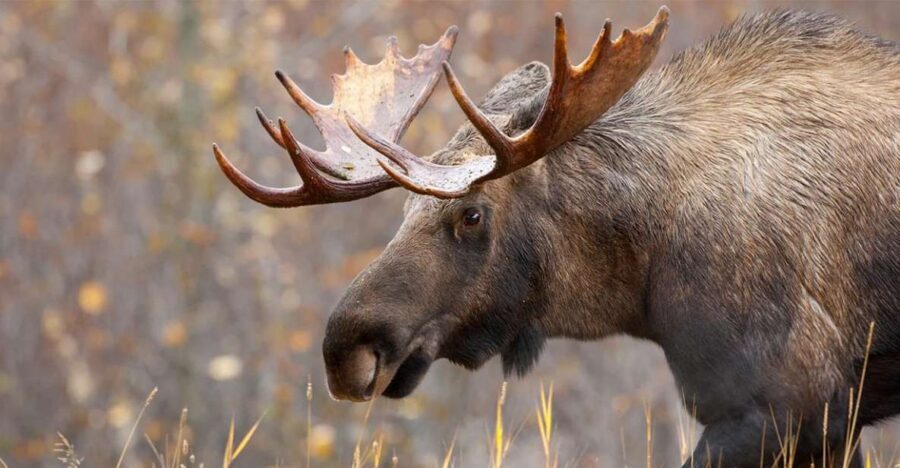 Rovaniemi: Wild Moose Safari - Hotel Pickup to the Lappish Forest: Why You Ride in the Car