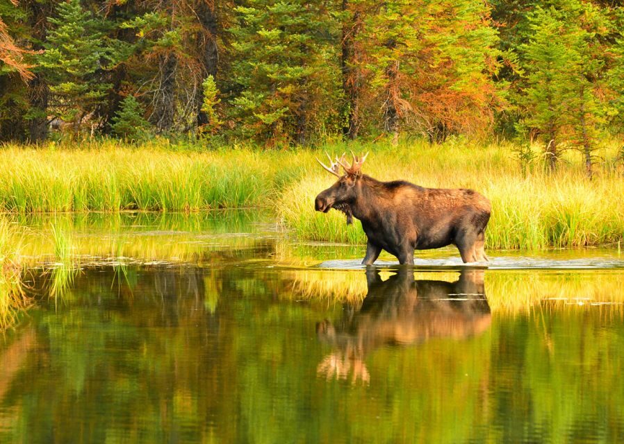Rovaniemi: Wild Moose Safari - Spotting the King of Finnish Forests: What Your Guide Looks For