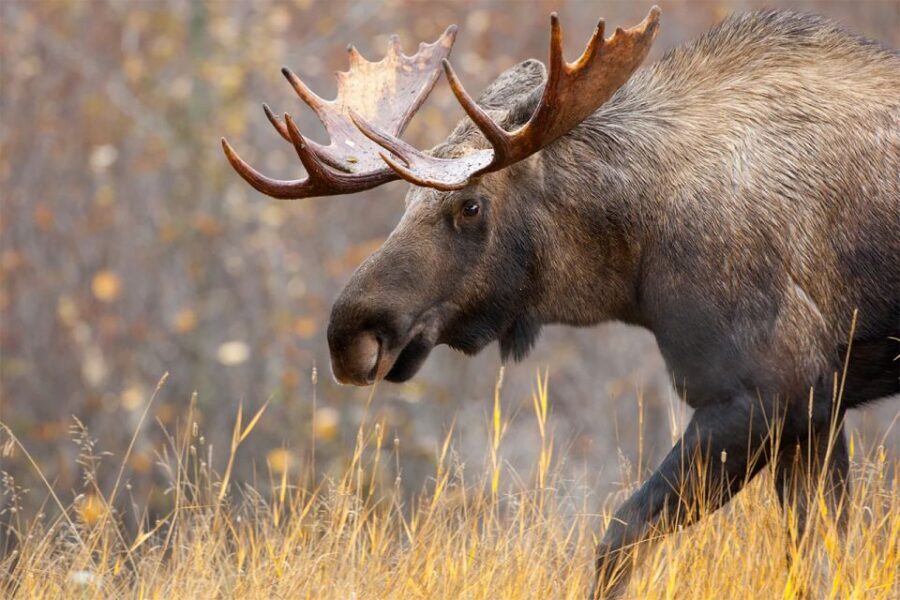 Rovaniemi: Wild Moose Safari - Price and Value: Is $146 Worth It?
