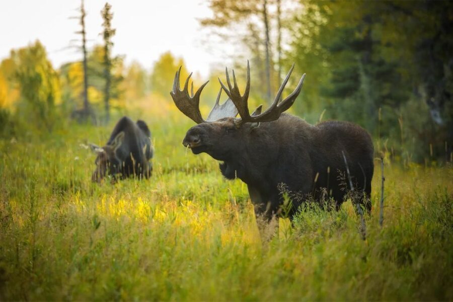 Rovaniemi: Wild Moose Safari - Group Size and How It Affects Your Experience