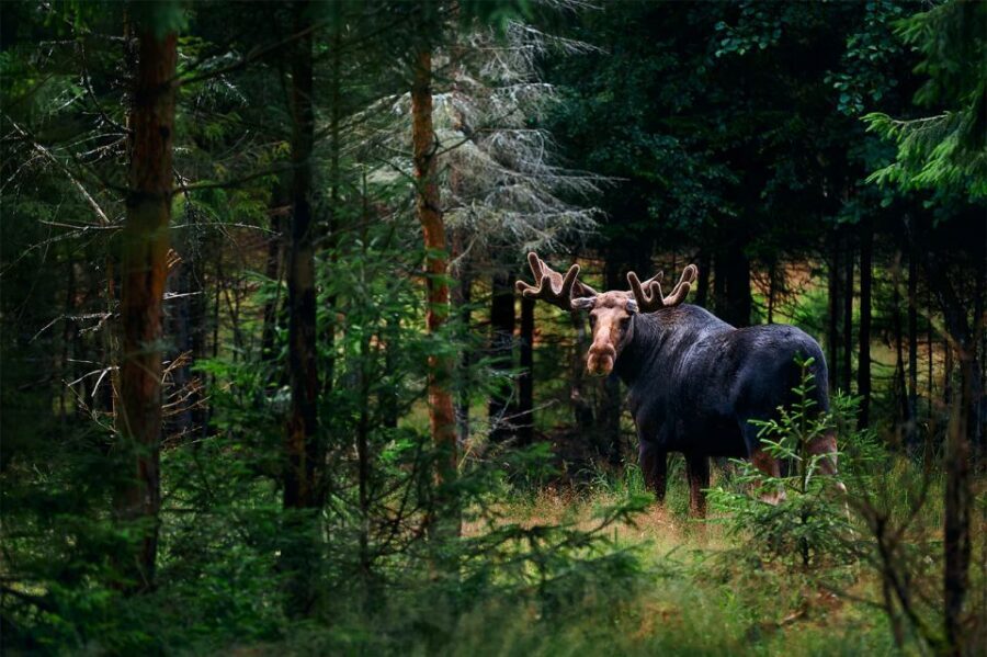Rovaniemi: Wild Moose Safari - How to Get the Best Chance of Seeing Moose