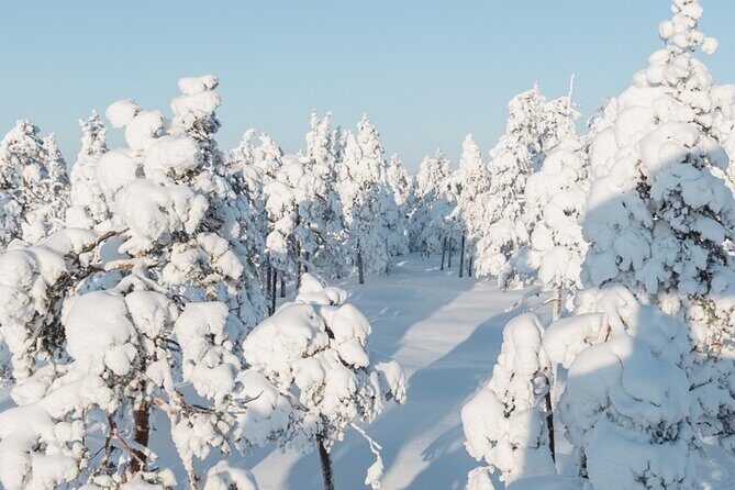 Rovaniemi: Winter Wonderland Vikaköngäs Hiking Tour & BBQ - Pickup, small groups, and the 10:00 am start that keeps the day moving
