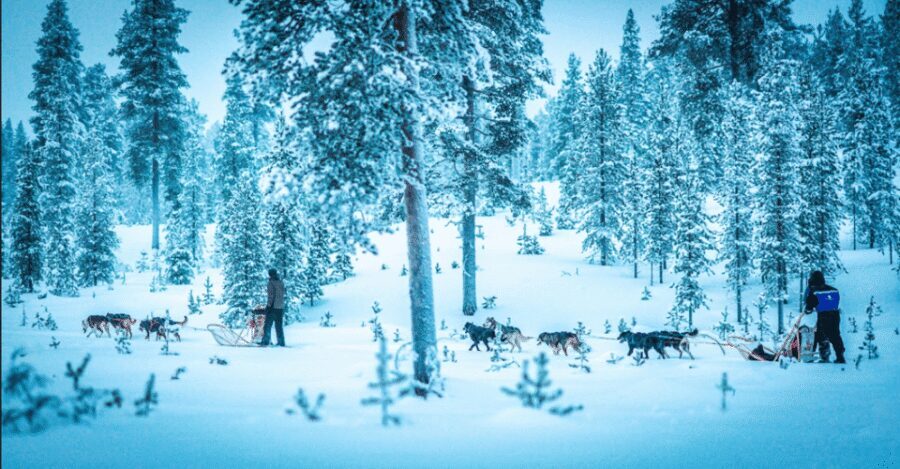 Saariselkä: Husky Safari with Aurora Borealis Hunt - Key things to know before you go