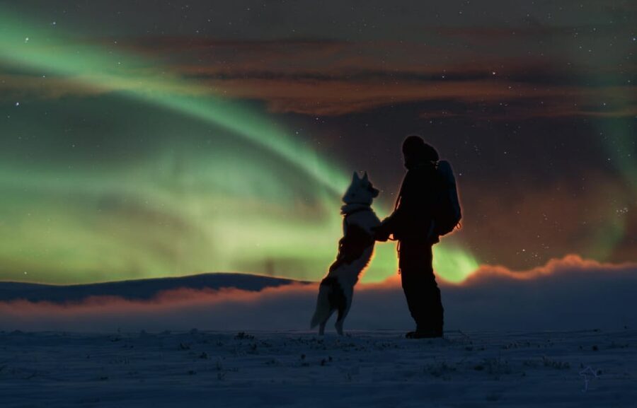 Saariselkä: Husky Safari with Aurora Borealis Hunt - A 3-hour night plan built around huskies and the aurora