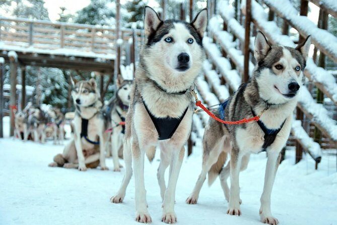 Santa Claus Village Guided Tour & Arctic Animals Adventure - The 500m reindeer safari with a professional musher