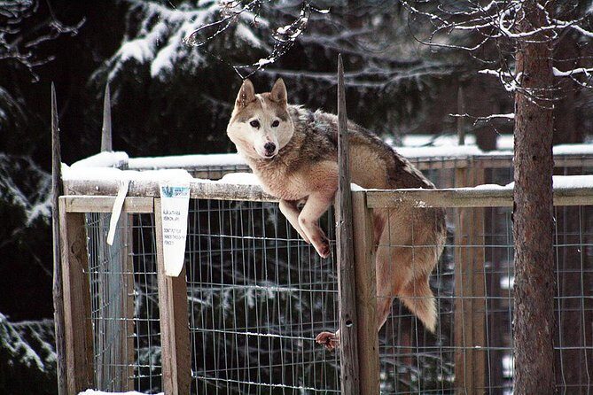 Santa Claus Village Guided Tour & Arctic Animals Adventure - Arctic Circle Husky Park: meeting the dogs and taking a 2km ride