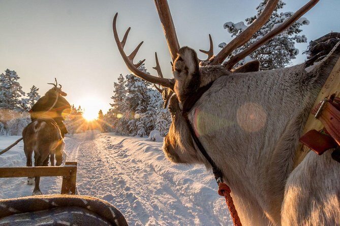 Santa Claus Village Guided Tour & Arctic Animals Adventure - Campfire hot berry juice: why this break is worth it