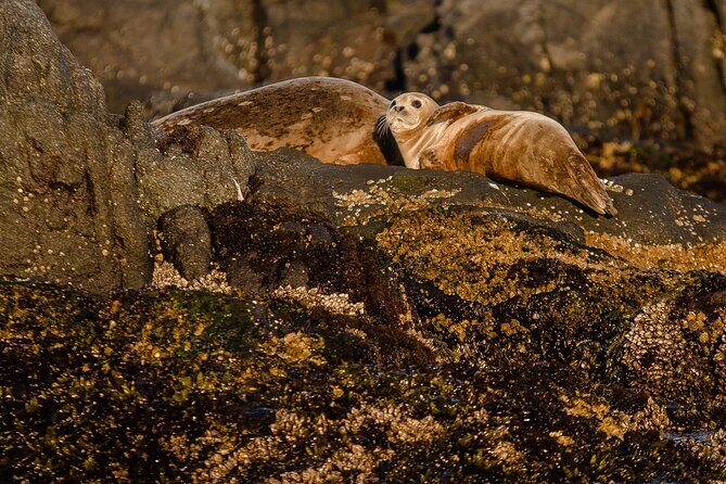 SEAL SAFARI in Savonlinna from Helsinki (private) - Lake Saimaa seal safari: endangered seals and real photo moments