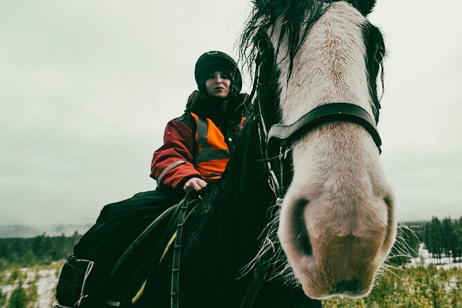Small-Group Arctic Circle Horse Riding from Rovaniemi - Key highlights worth knowing