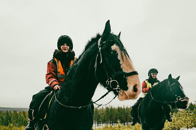 Small-Group Arctic Circle Horse Riding from Rovaniemi - Meeting Point, Timing, and How to Plan Your Day