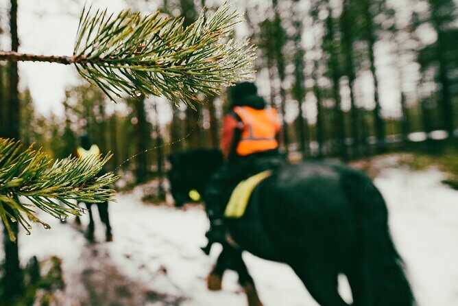 Small-Group Arctic Circle Horse Riding from Rovaniemi - Meeting the Irish Cobs: Care That Feels Thoughtful
