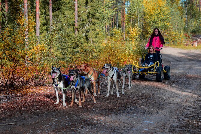 Small-Group Husky Sledding on Wheels in Rovaniemi in the fall - Key highlights worth aiming for