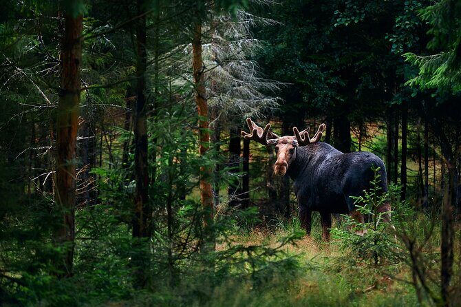 Small-Group Moose Wild Safari from Rovaniemi - Quick hits before you go