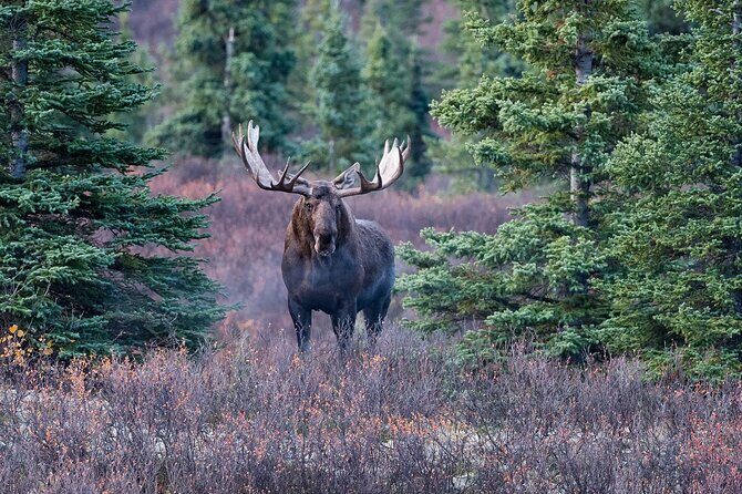 Small-Group Moose Wild Safari from Rovaniemi - Small-group comfort: what the 16-person limit really means