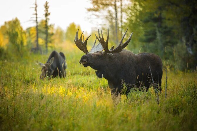 Small-Group Moose Wild Safari from Rovaniemi - What to wear and bring for a 3.5-hour evening out