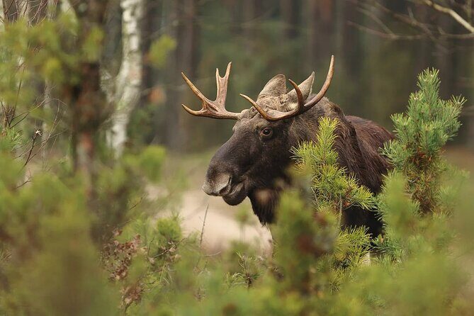 Small-Group Moose Wild Safari from Rovaniemi - Who should book this Moose Wild Safari?