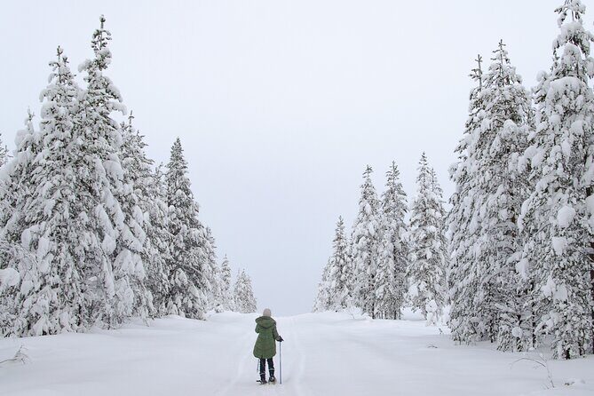 Small-Group Snowshoeing Adventure In Lapland - Wildlife possibilities: reindeer, arctic hares, and the art of noticing