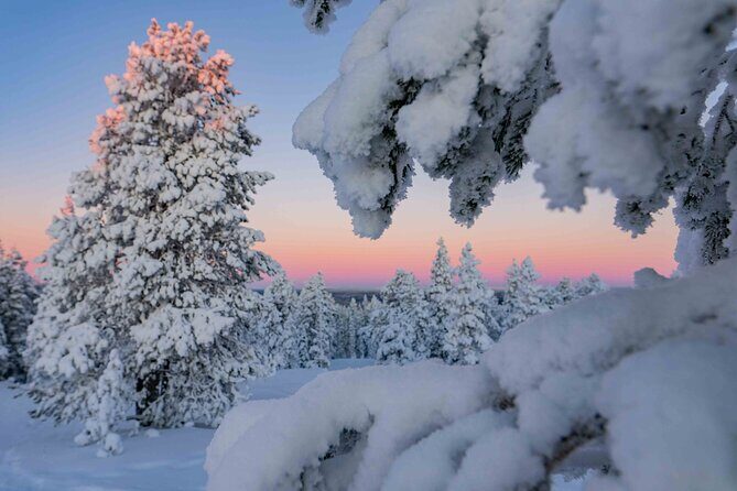 Small-Group Snowshoeing Adventure In Lapland - Into the Lapland forests: what you’ll actually do for 3 hours