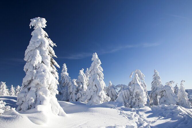 Snowmobile Safari 2h - Key reasons this Rovaniemi snowmobile safari works