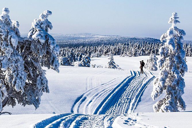 Snowmobile Safari in the Forest - Key moments that make this safari worth your time