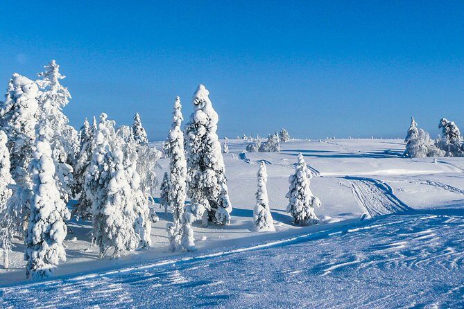 Snowmobile Safari in the Nature - Morning start - Safety and pace: what you should expect from the guide