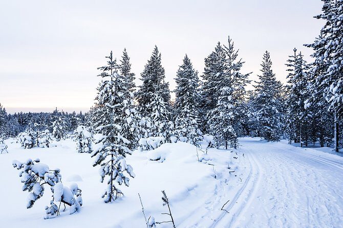 Snowmobile Safari on the Tundra - Guides, Safety, and Small-Group Energy
