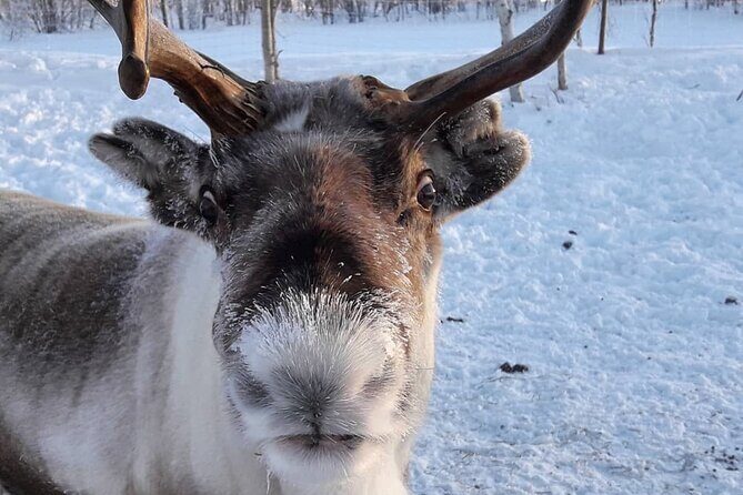 Snowmobile Safari to Lake Inari, meet & feed Reindeers, Lunch - Price and Value: What Your $210.25 Covers (and What It Doesn’t)
