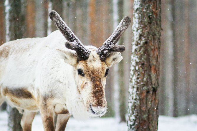 Snowshoe Trip in the Forest - Wildlife and photography: what you might catch on the snowy ground