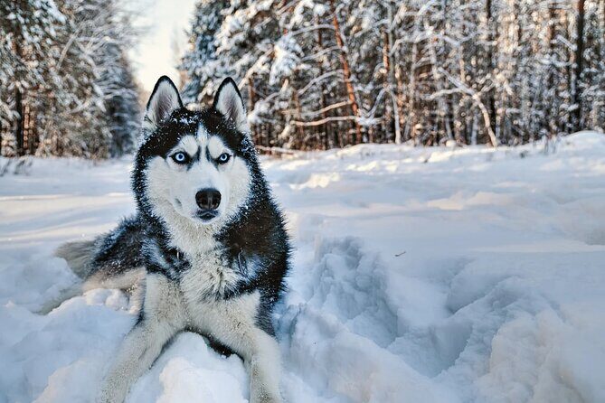 Snowy Trails 10km Husky Safari from Rovaniemi - Key things I’d watch for on this husky safari