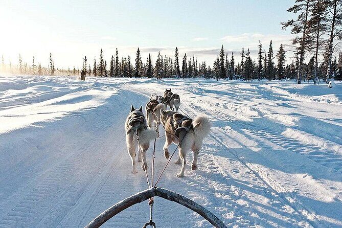 Snowy Trails 10km Husky Safari from Rovaniemi - What this 10km husky safari is really like in Rovaniemi