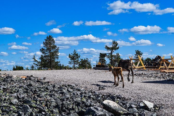Trip to Pyhä-Luosto National Park and Amethyst Mine - What the park hike feels like in real conditions