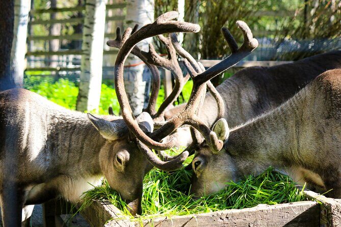 Trip to Ranua Wildlife Park - Wildlife you can realistically expect in winter (and why you might miss some)