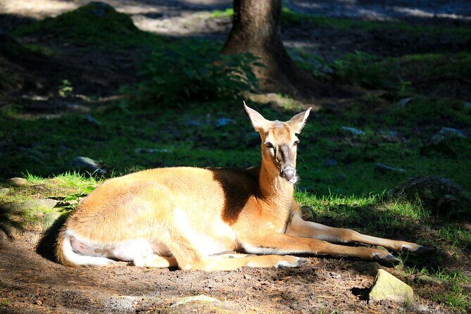 Trip to Ranua Wildlife Park - Lunch at Ranua: refuel without breaking the flow