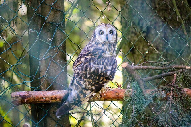 Trip to Ranua Wildlife Park - Price and value: what you’re really paying for