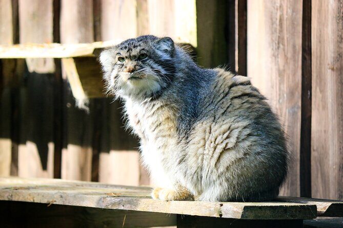 Trip to Ranua Wildlife Park - Who this tour fits best