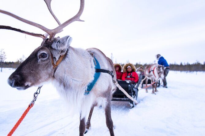 Two Full Days in Lapland - Two Northern Lights Nights: Camera Help and Forecast Smarts