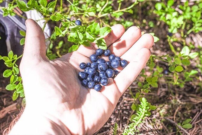 Wild Berries and Mushroom picking tour - Alleman’s Right and Safe Foraging: What the Guide Helps You Do