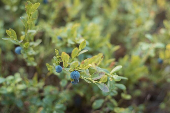 Wild Berries and Mushroom picking tour - The 3-Hour Walk: Riding Out, Picking, and Tasting What You Find
