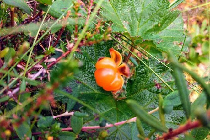 Wild Berries and Mushroom picking tour - Who This Tour Fits Best in Your Rovaniemi Plan