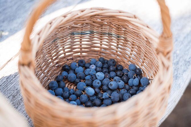 Wild Berries and Mushroom picking tour - Should You Book Wild Berries and Mushroom Picking in Rovaniemi?