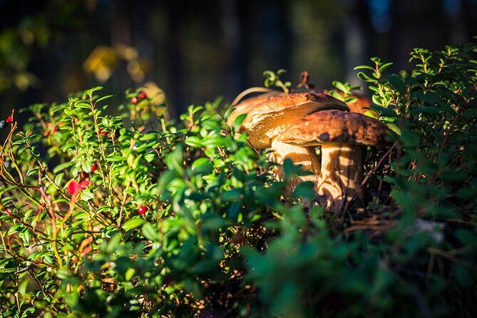 Wild Berries and Mushroom picking tour - Meeting Up: Pickup, Mobile Ticket, and a Small Group Mood