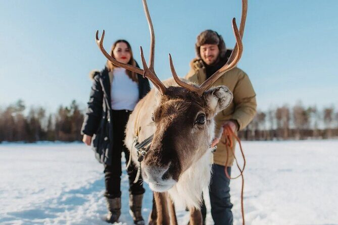Wild Reindeers Safari + Lunch in Glass Igloo (private service) - Private reindeer safari in Rovaniemi: what you’re really paying for