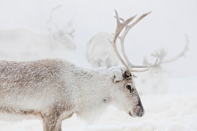 Wild Reindeers Safari + Lunch in Glass Igloo (private service) - Ride choices: snowmobile moments vs cozy heated sleigh time