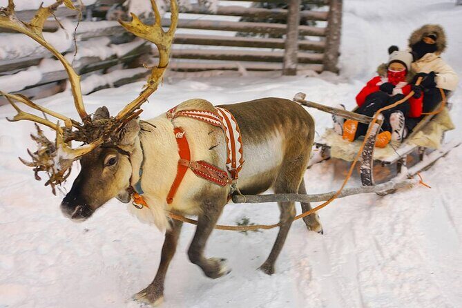 Wild Reindeers Safari + Lunch in Glass Igloo (private service) - The Guide Father private touch: smooth pickup, smart gear, and real hosting