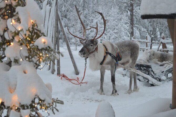 Wild Reindeers Safari + Lunch in Glass Igloo (private service) - Should you book this glass igloo lunch with a reindeer safari?